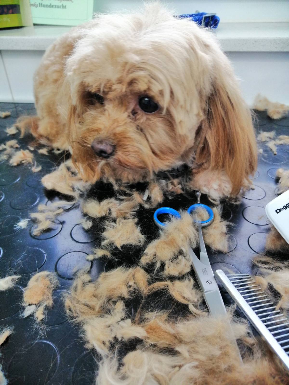 Frisieren am Hundekopf